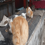 Ringankan Lapar Kucing yang Terlantar - Pembayaran Donasi